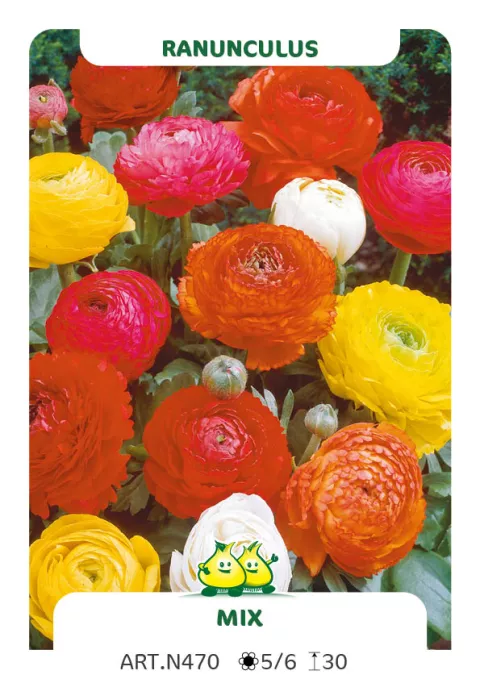 Ranunculus ranonkels 'Mix'
