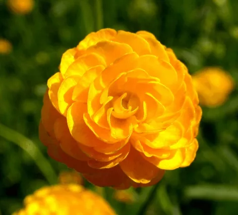 Ranunculus acris 'Multiplex'