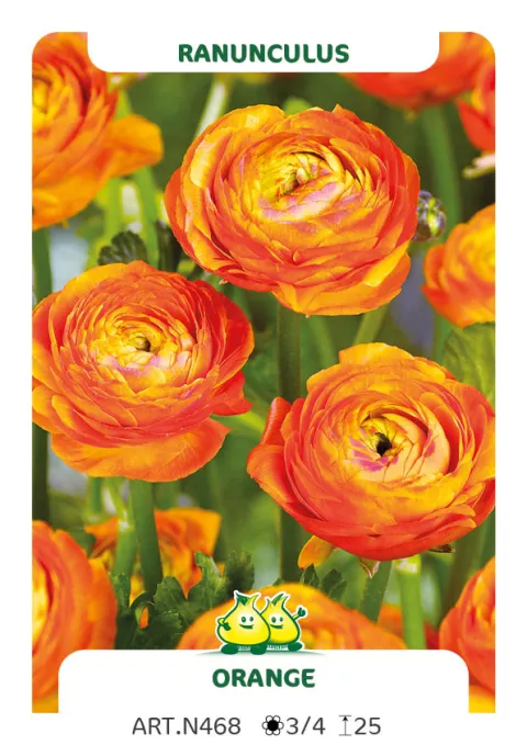 Ranunculus ranonkels 'Oranje'