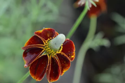 Ratibida column. var. pulcherrima