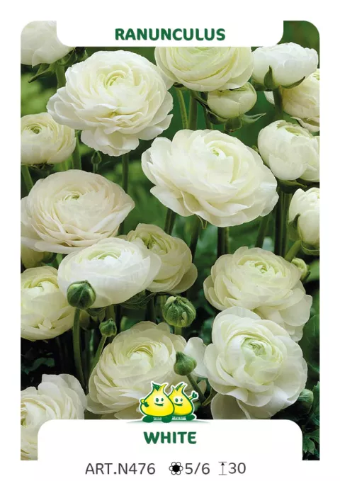 Ranunculus ranonkels 'Wit'