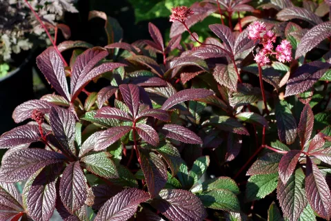 Rodgersia hybr. 'Bronze Peacock'