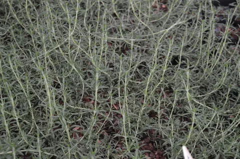 Rosmarinus off. 'Caprii'