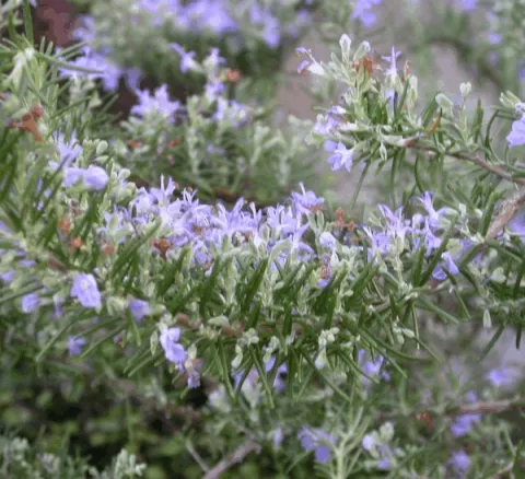 Rosmarinus off. 'Majorca Pink'