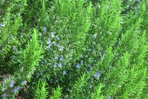 Rosmarinus officinalis (rozemarijn)