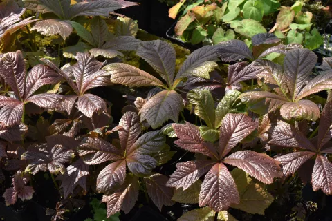 Rodgersia podophylla 'Rotlaub'