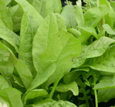 Rumex acetosa (zurkel)