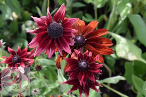 Rudbeckia hirta 'Cherry Brandy'
