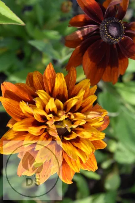 Rudbeckia hirta 'Cherokee Sunset'