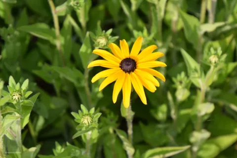 Rudbeckia fulg. var. deamii