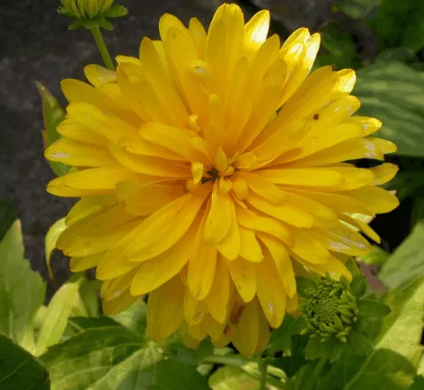 Rudbeckia lac. 'Goldquelle'