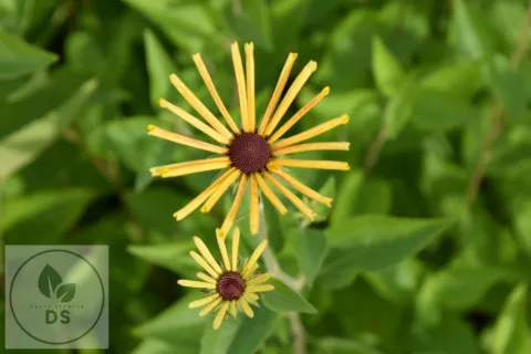Rudbeckia subtomentosa 'Henry Eilers'