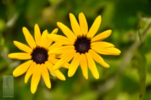 Rudbeckia fulg. var. speciosa (neumanii)