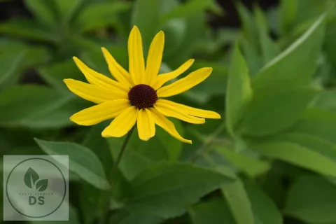 Rudbeckia subtomentosa
