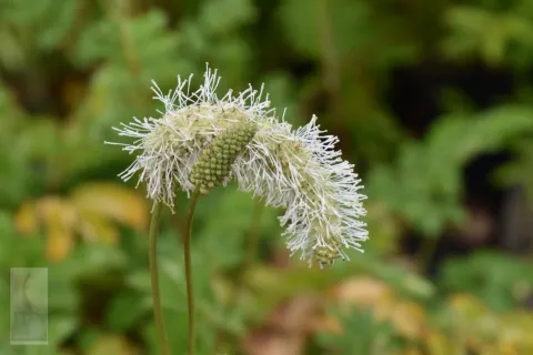 Sanguisorba obtusa 'Alba'