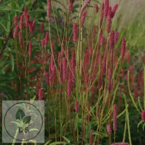 Sanguisorba 'Blackthorn'