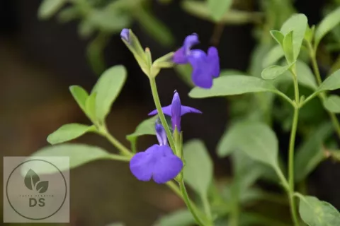 Salvia greggii 'Blue Note'