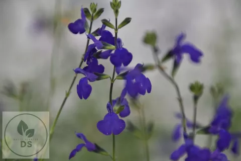 Salvia greggii 'Blue Note'
