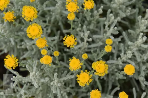 Santolina chamaecyparissus