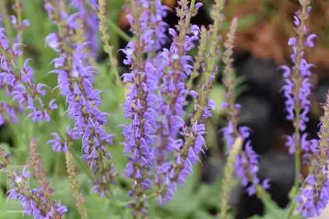 Salvia sylvestris 'Dear Anja'