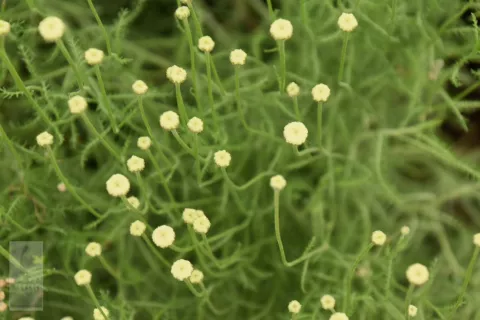 Santolina cham. 'Edward Bowles'