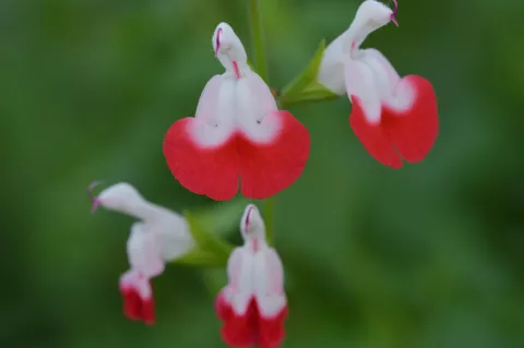 Salvia microphylla 'Hot Lips'