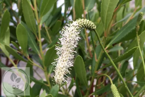 Sanguisorba tenuif. 'Korean Snow'