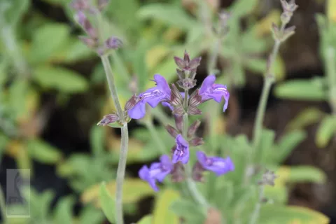 Salvia lavandulifolia