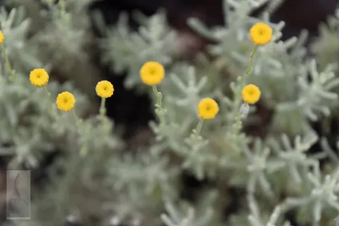 Santolina cham. 'Lambrook Silver'