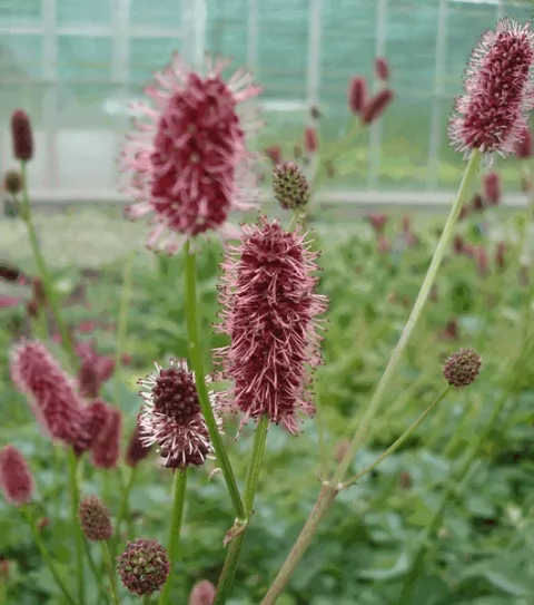Sanguisorba menziesii