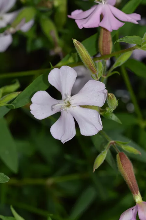 Saponaria lempergii 'Max Frei'