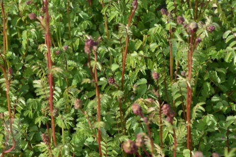 Sanguisorba minor (pimpernel)