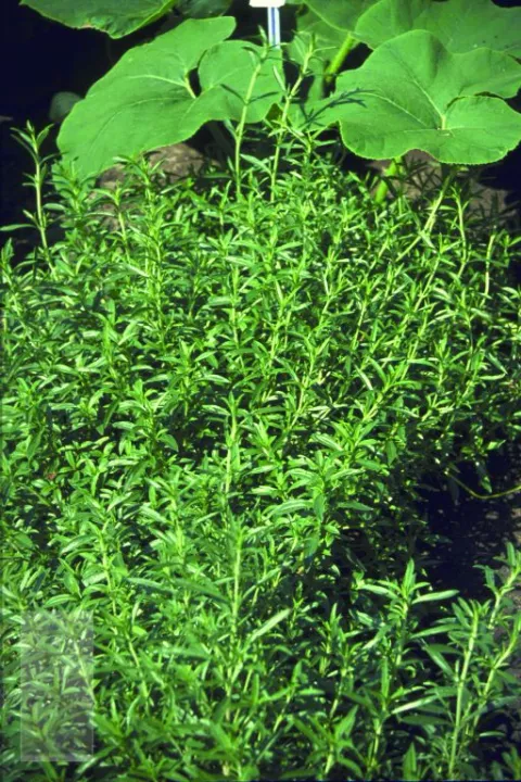 Satureja montana (bonekruid)