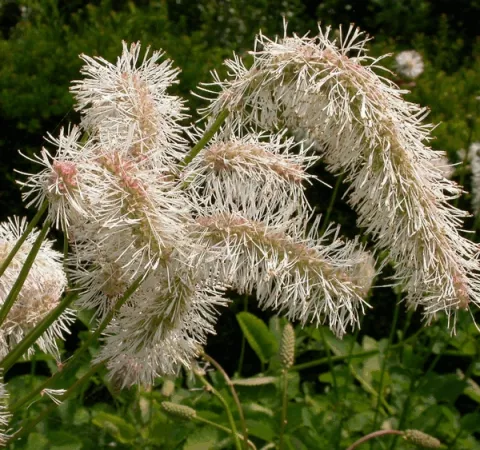 Sanguisorba obtusa