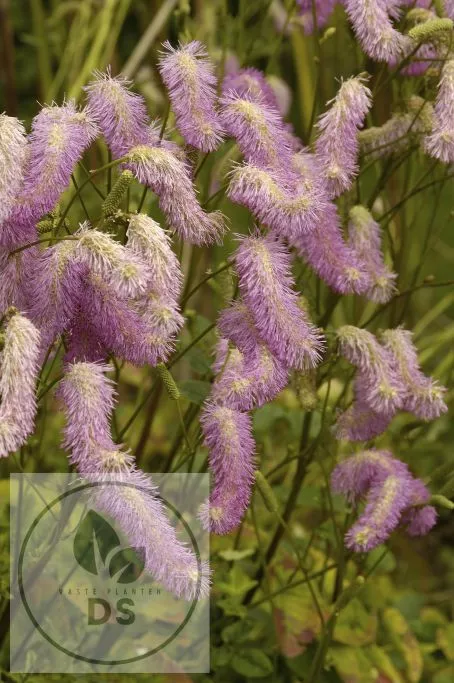 Sanguisorba 'Pink Bruches'