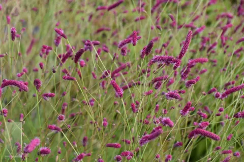 Sanguisorba tenuif. var. 'Purpurea'