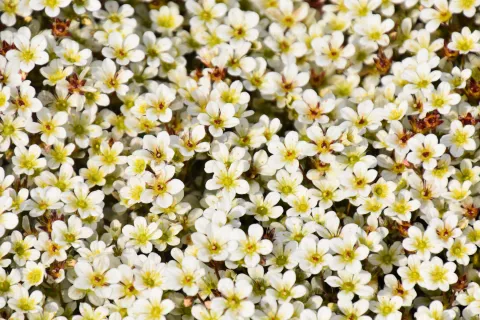 Saxifraga (K) 'Pixie' wit