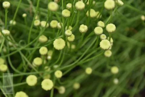 Santolina rosmarinifolia (virens)