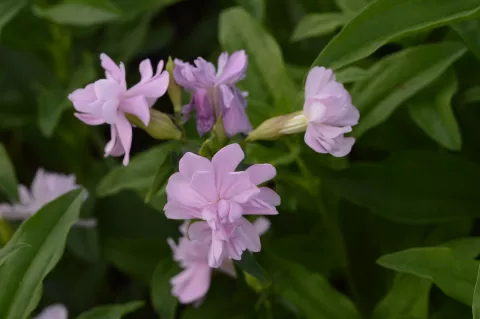 Saponaria off. 'Rosea Plena'