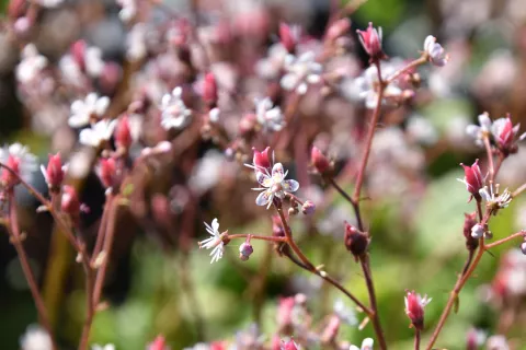 Saxifraga urbium