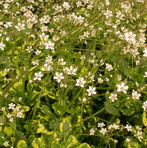 Saxifraga urbium 'Variegata'