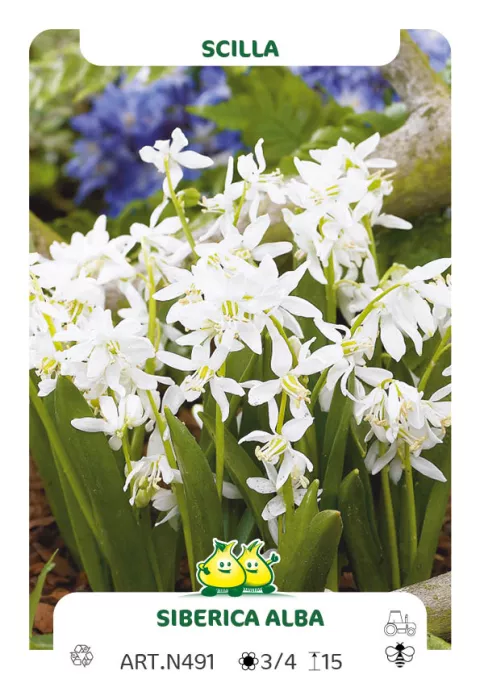 Scilla sibirica 'Alba'