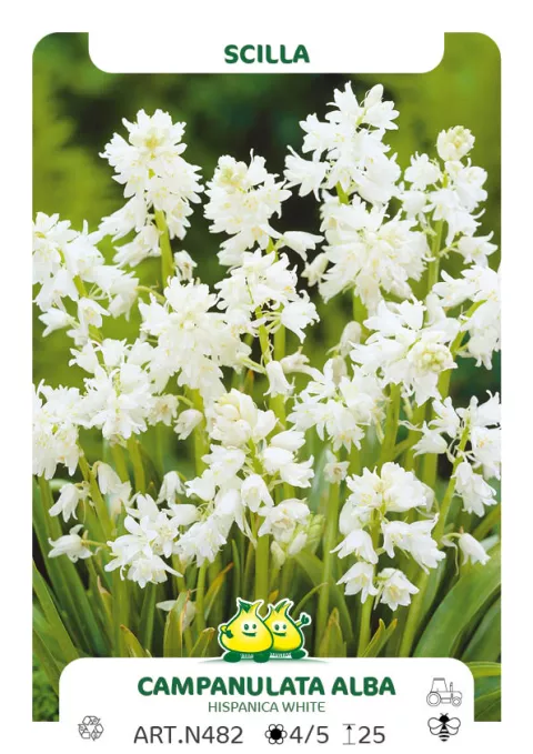 Scilla campanulata 'Alba'