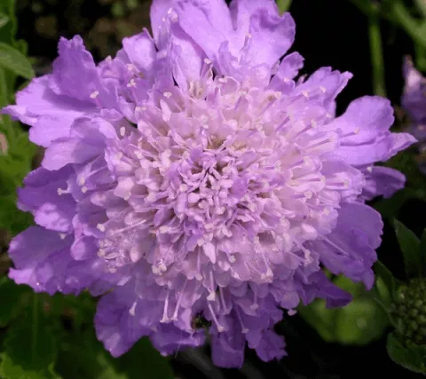 Scabiosa columb. 'Butterfly Blue'