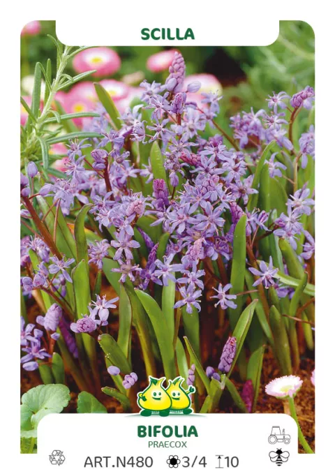 Scilla bifolia (praecox)