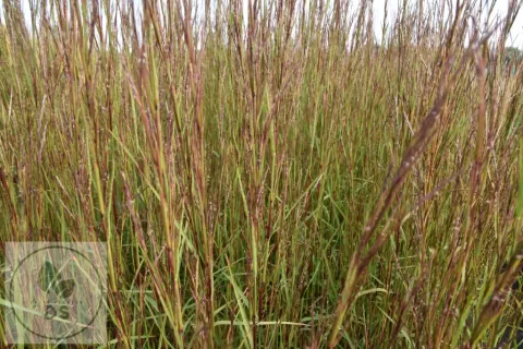 Schizachyrium scoparium 'Cairo'