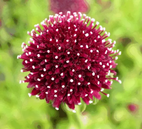 Scabiosa hybr. 'Chile Black'