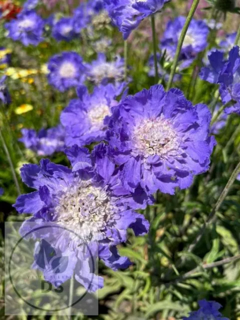 Scabiosa cauc. 'Clive Greaves'