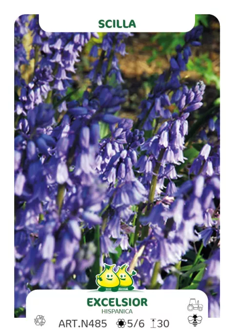 Scilla campanulata 'Excelsior'