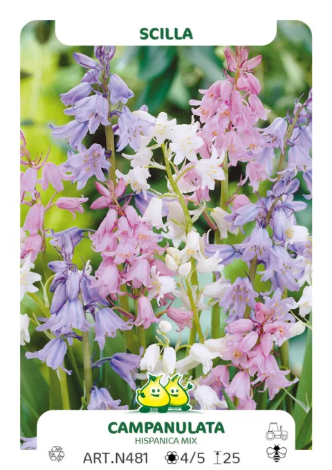 Scilla campanulata 'Mix'